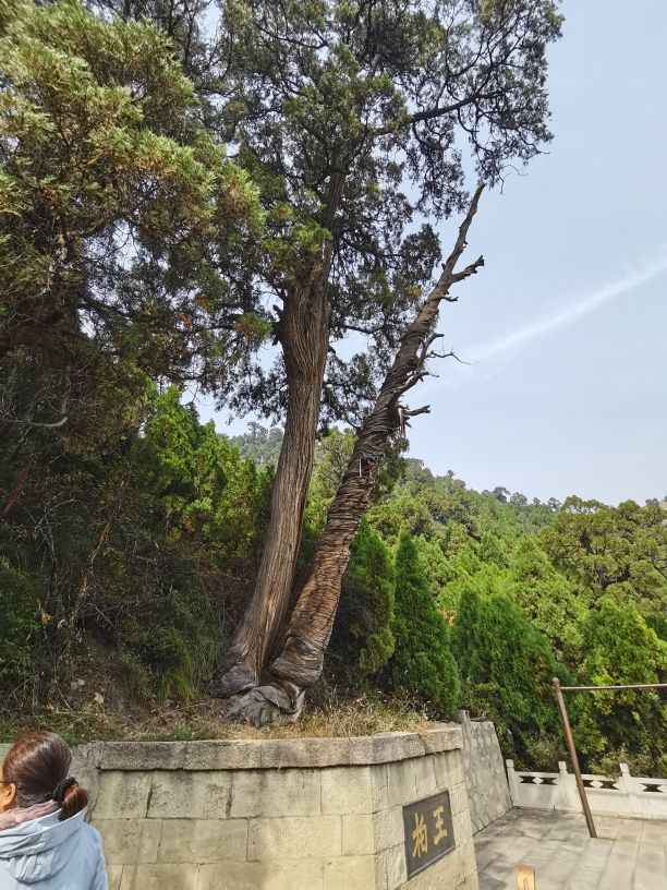 卦山的古柏特点100字,卦山古柏群