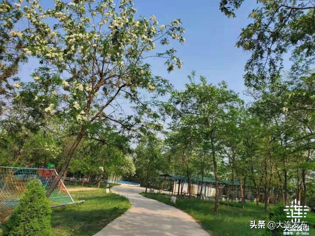 大连最美赏槐露营地,槐之乡露营地