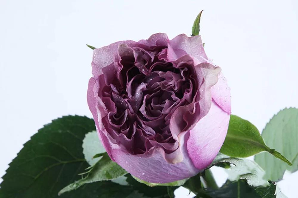 一篇文章带你认识三亚40种花,鲜花图鉴一次性认识30种玫瑰花