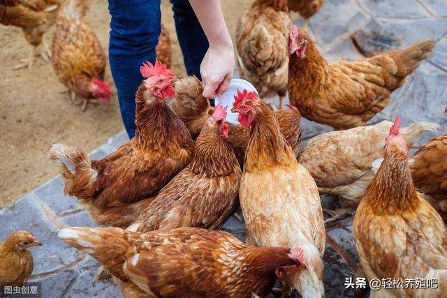 鸡毛颜色不好怎么办,鸡毛色泽不好看不长