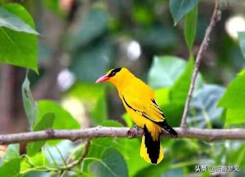 常见但是说不出名字的动物,六种不常见的鸟