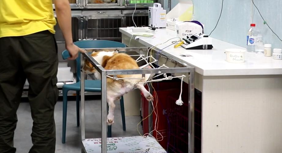 柯基狗狗安乐死,河南柯基无偿领养