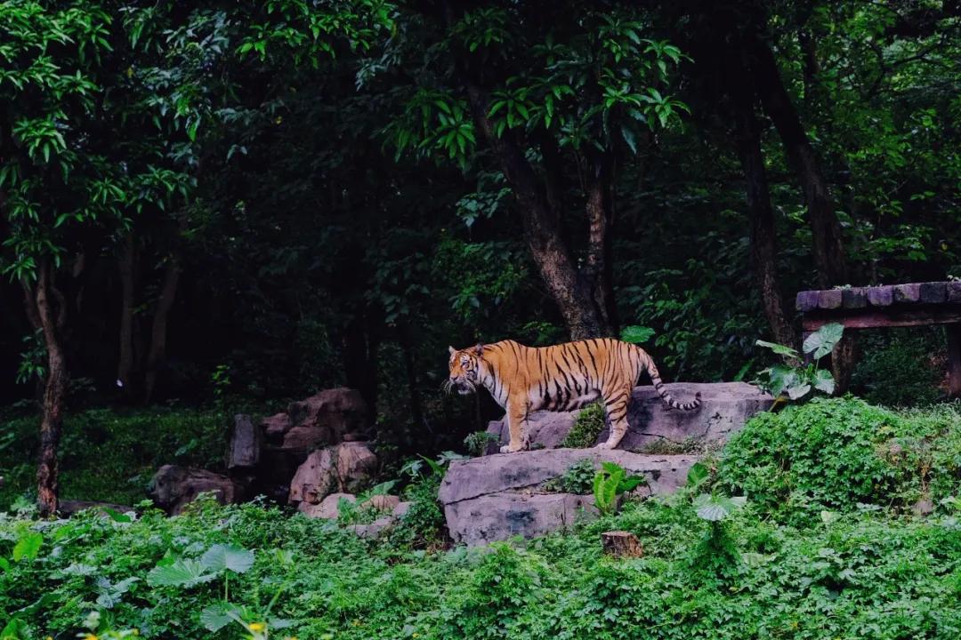 广州长隆购买攻略,广州长隆游玩攻略必买