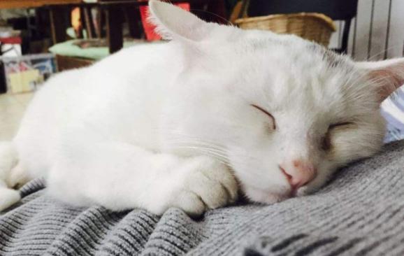 猫咪乳腺溃烂会自己好吗,猫咪乳腺有结节病变