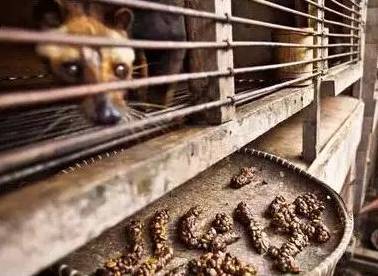 猫屎咖啡到底有多昂贵,猫屎咖啡开成天价