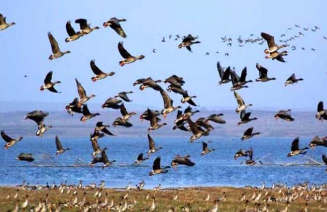 美洲雁养殖方法和注意事项,幼雁怎么养