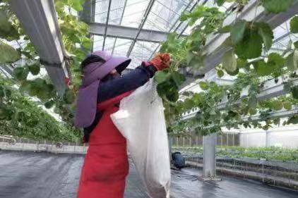 草莓立体种植哪种结构好,草莓立体种植大棚建造视频