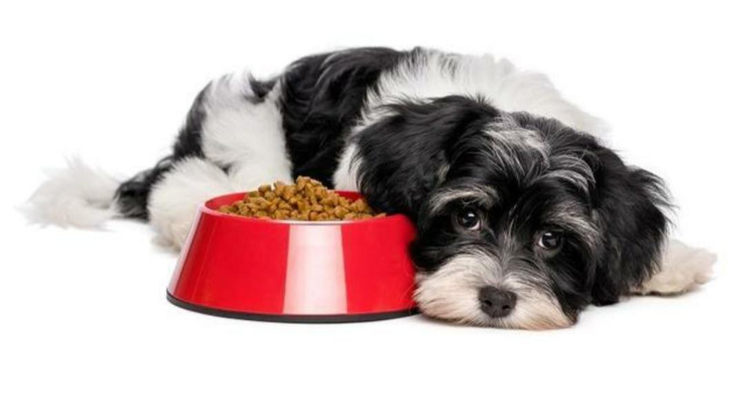 狗狗肠胃炎呕吐拉稀怎么办,狗狗急性肠胃炎的症状和治疗