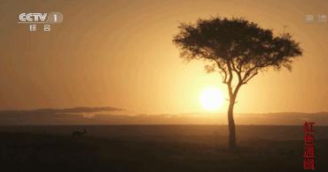 央视推荐的6部神级纪录片,豆瓣9.9值得一看的纪录片