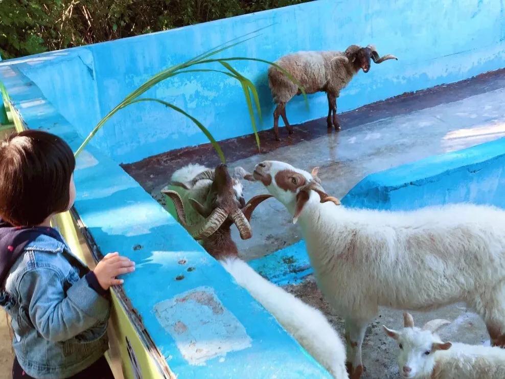 长隆飞鸟乐园拍鸟攻略,广州长隆飞鸟乐园可以摸哪些鸟