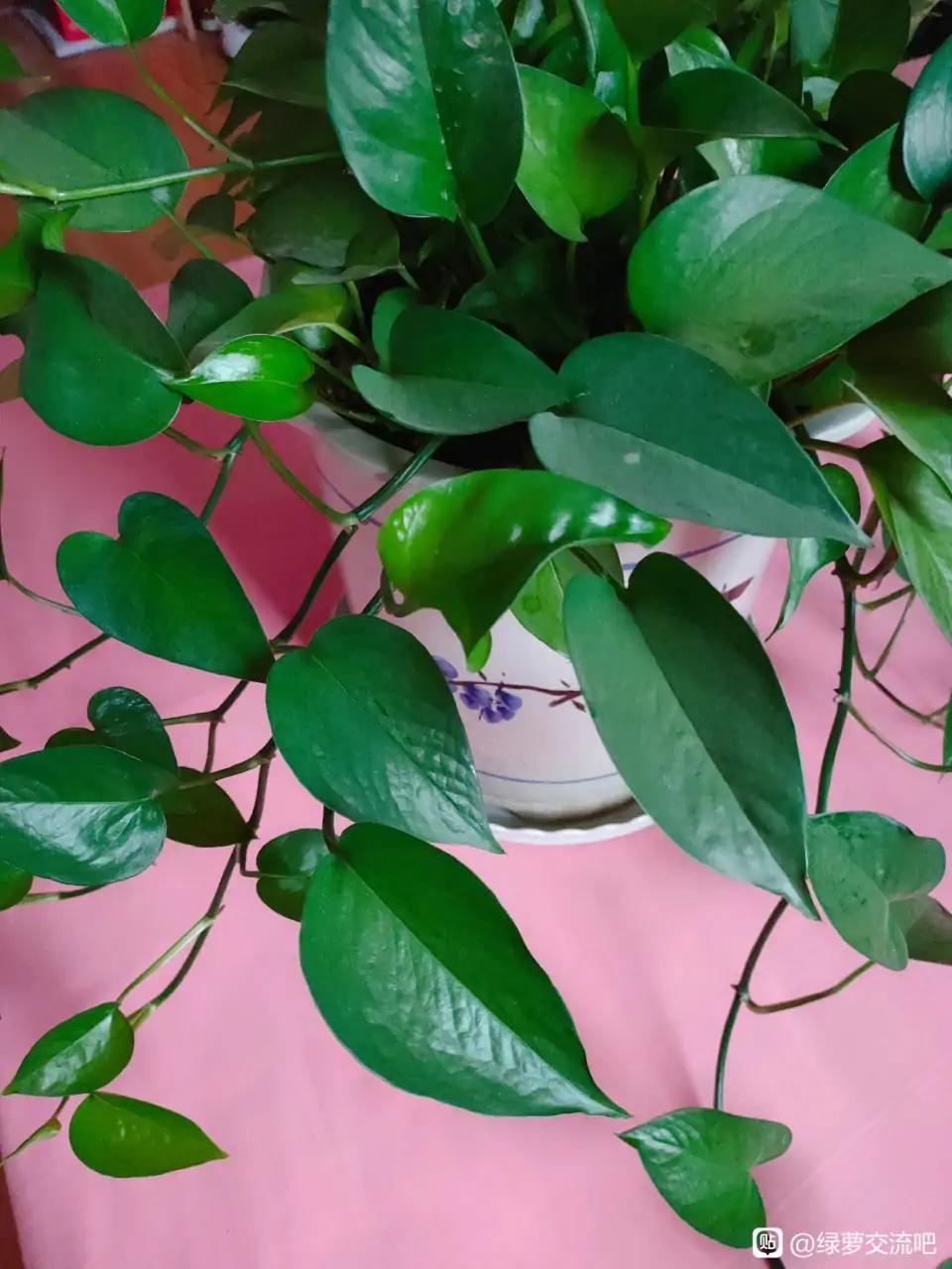 十大最好养的绿萝花,九种养不死的花