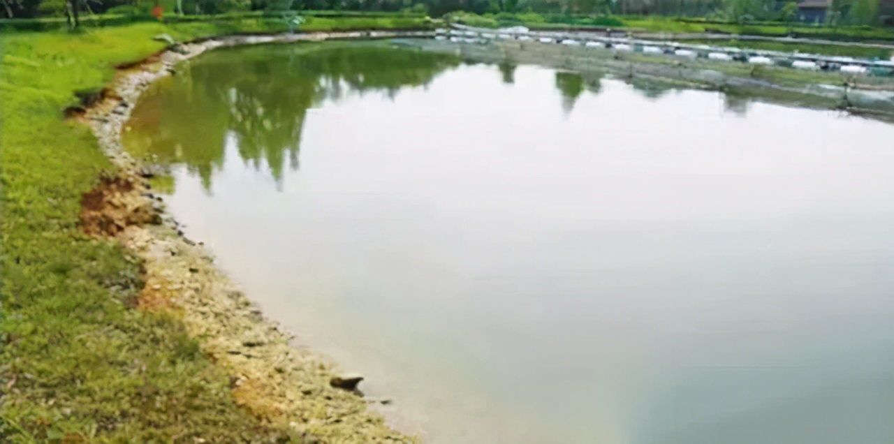 水特别清肥不起来怎么办,总碱度偏低水会肥不起来