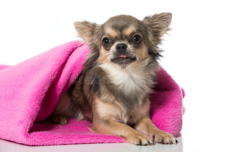 饲养宠物狗的正确指南,养宠经验狗感冒周期一般是几天