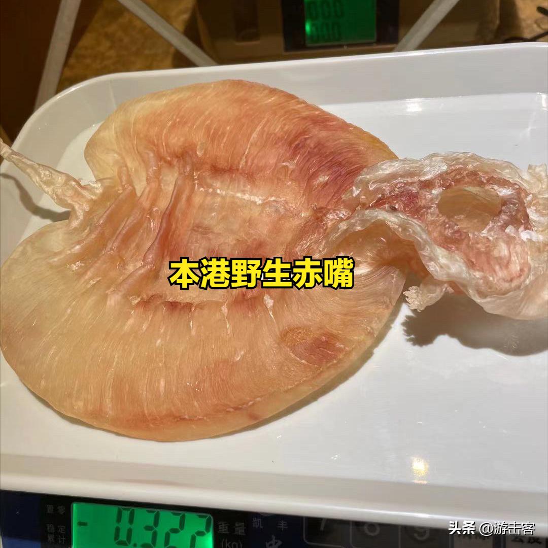 养殖的鱼胶有营养吗,野生鱼胶与养殖鱼胶的区别