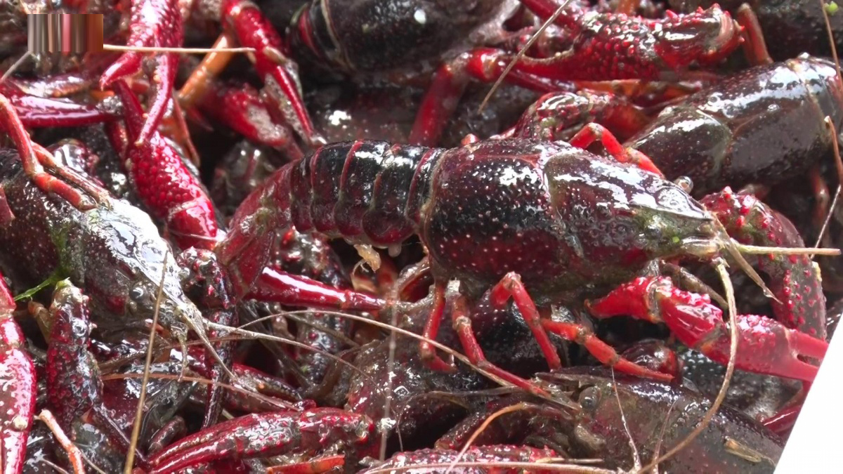 宿迁小龙虾今日价格表,肥美的小龙虾上市了吗