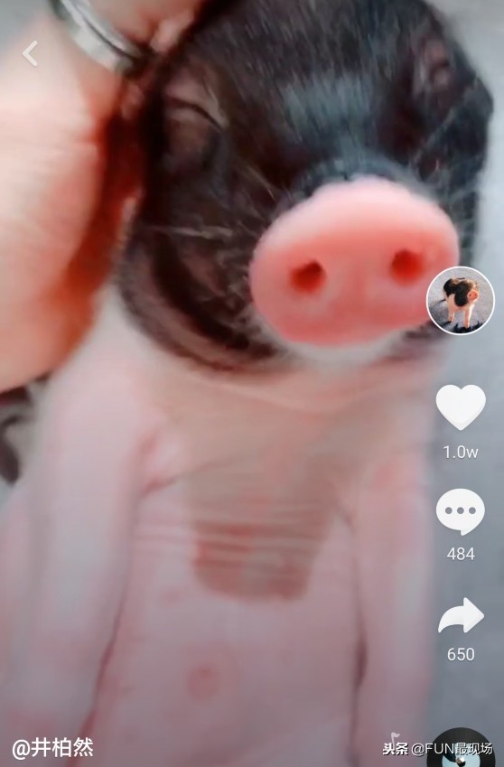 井柏然抖音小猪,井柏然给白敬亭送小猪佩奇