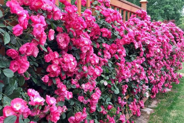 藤本月季如何让它爆花快,最好养爬墙藤本月季四季开花