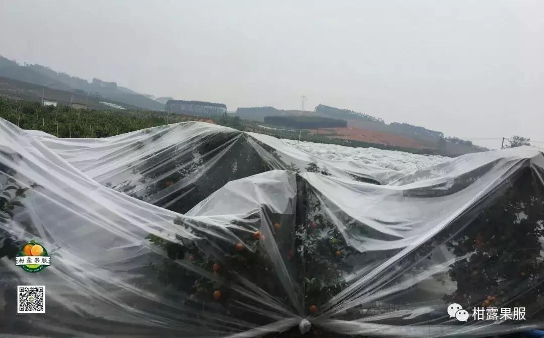 柑橘盖薄膜和不盖薄膜的区别,柑橘盖膜效果怎么样