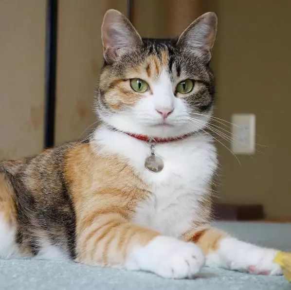 日本有很多猫岛,日本有座岛岛上全是猫咪