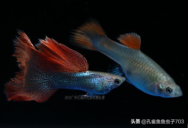 为啥我买的孔雀鱼尾巴特别小,为什么买的孔雀鱼养不活