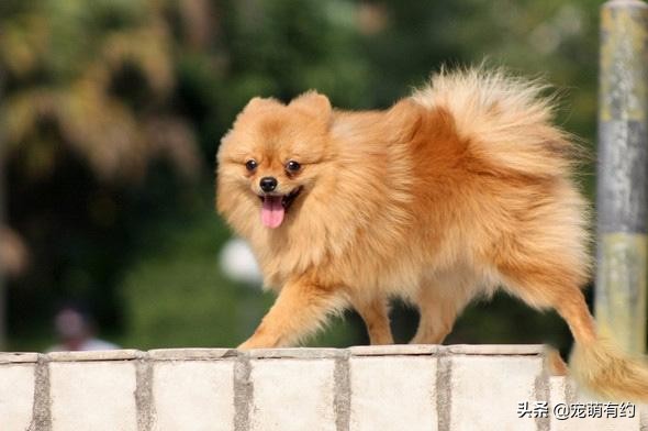田园犬和博美柯基,柯基幼犬和博美幼犬怎么选