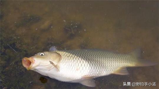 如何正确的打窝,如何正确打窝