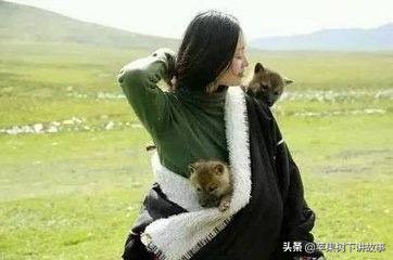 第一只被人类养大回归狼群的狼,一只狼在被人类养大后回归狼群