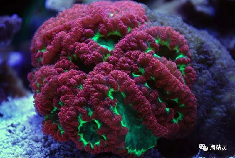 为什么一定要爆藻,为什么国人对鱼情有独钟