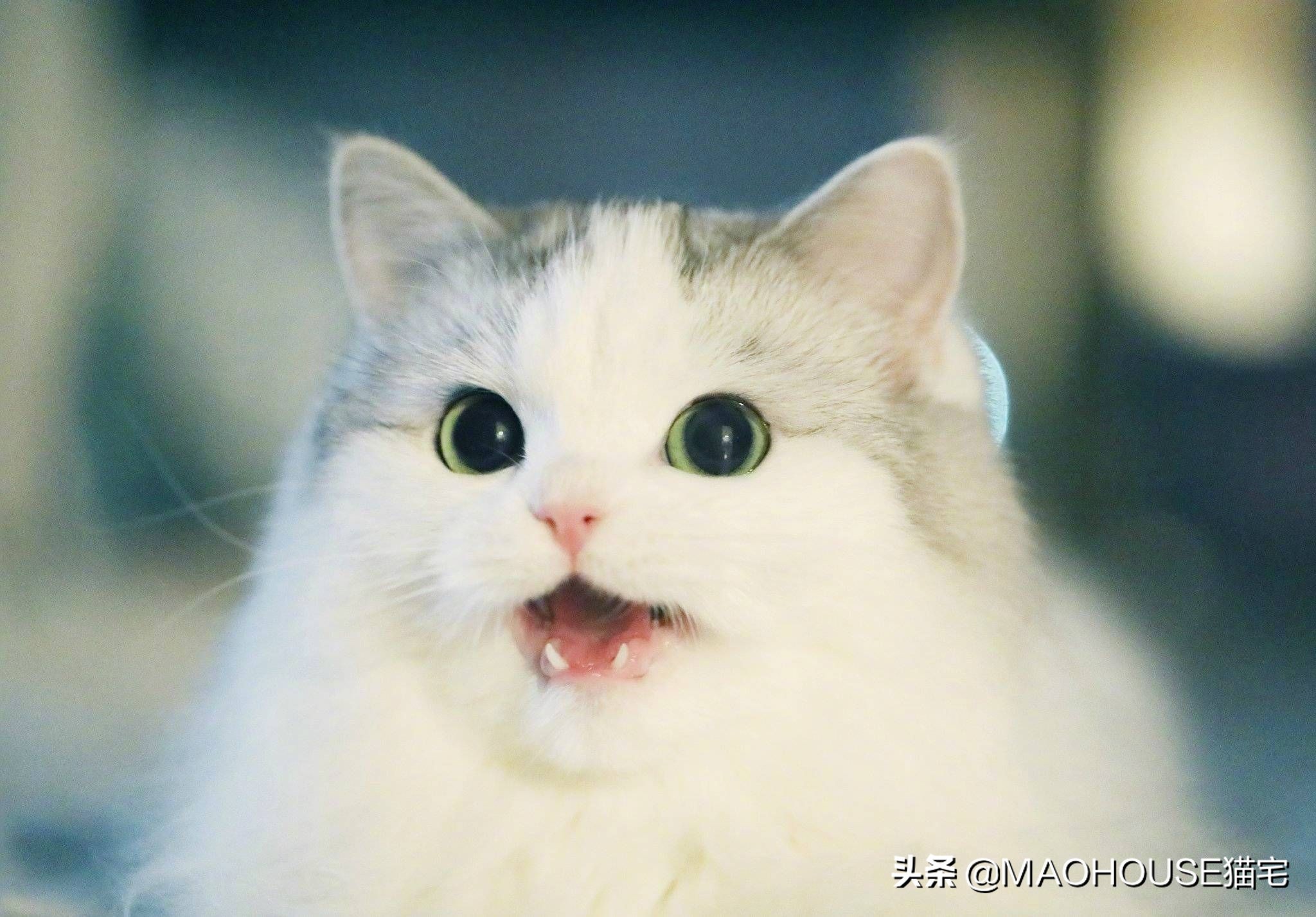 寄生虫比较严重的猫怎么驱虫,猫寄生虫怎么治