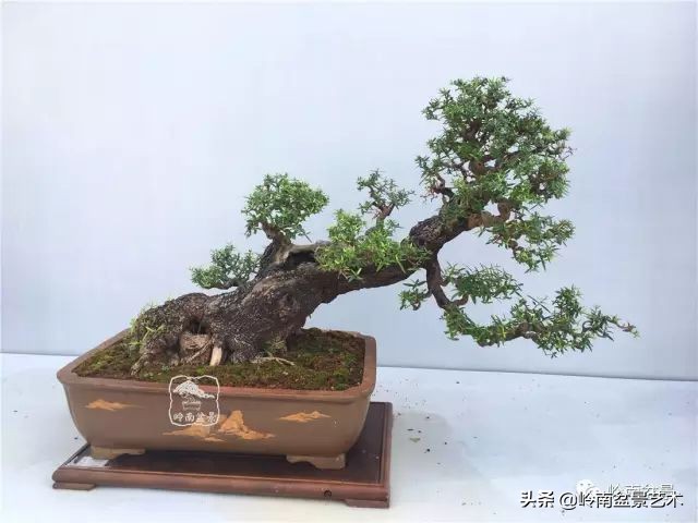 杂木盆景也毫不逊色,杂木盆景值钱吗