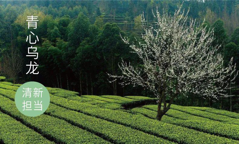 上新乌龙茶,白桃乌龙上新