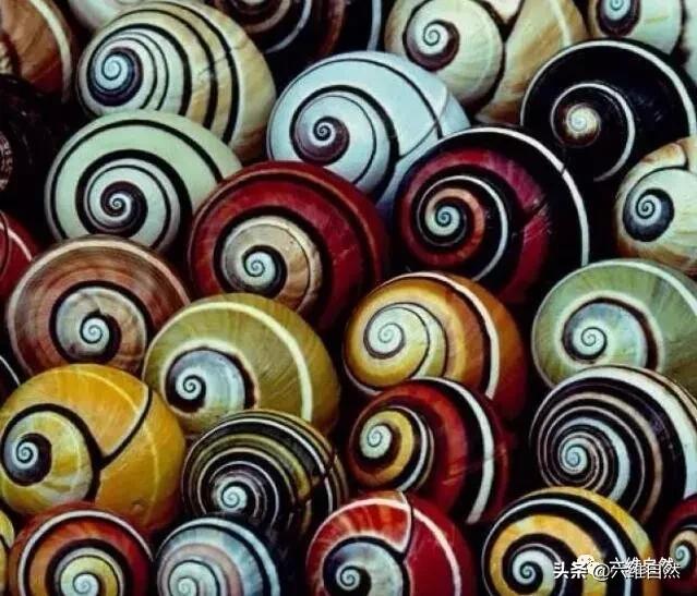 非洲最漂亮的蜗牛,世界上最美丽的珍珠蜗牛