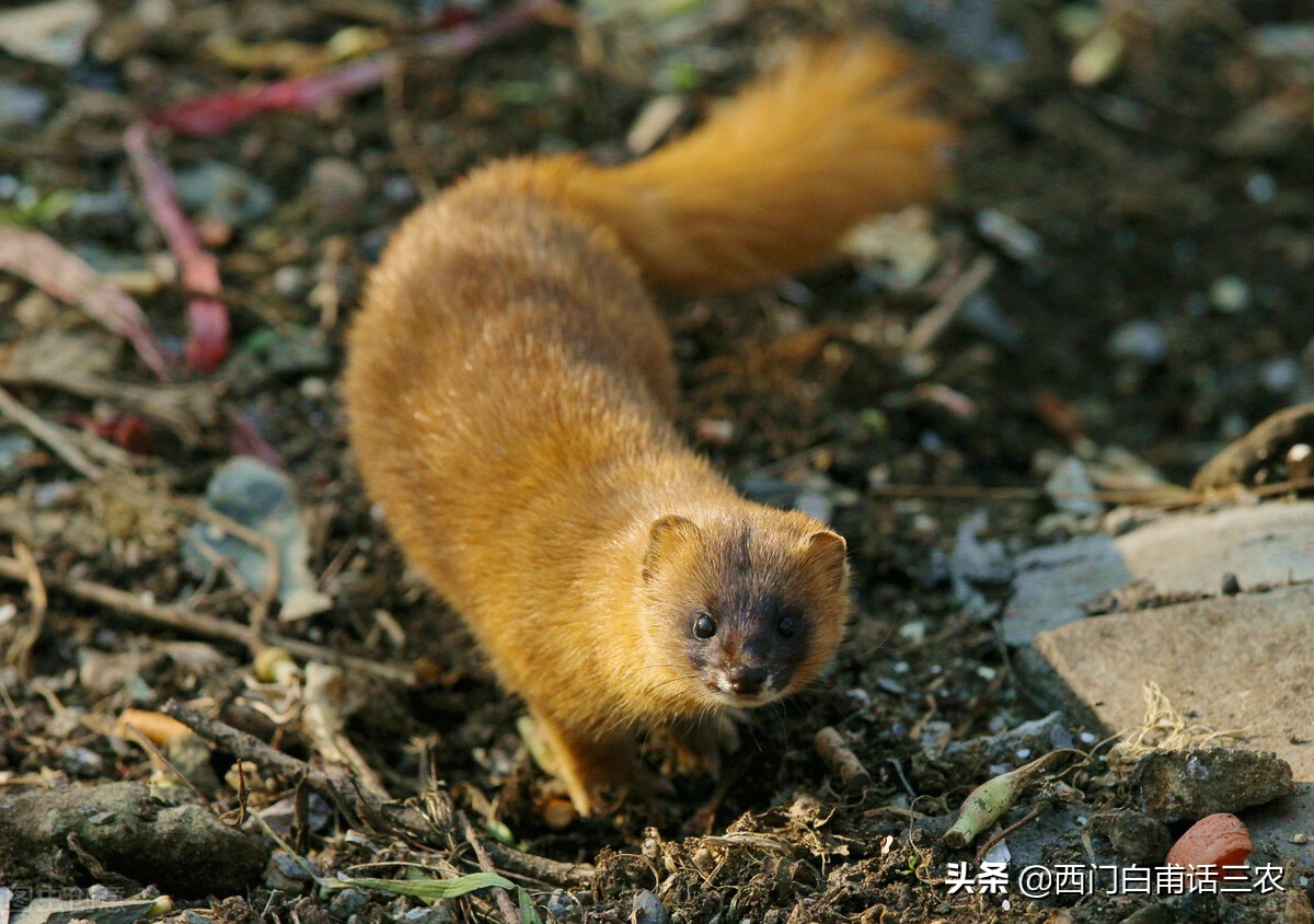 黄鼠狼为什么不能给鸡拜年,黄鼠狼是怎样给鸡拜年的