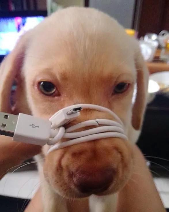 家里数据线被咬,数据线被狗狗咬