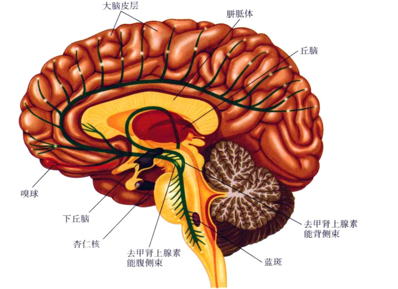心理学的生物学基础知识,生物心理学知识书籍