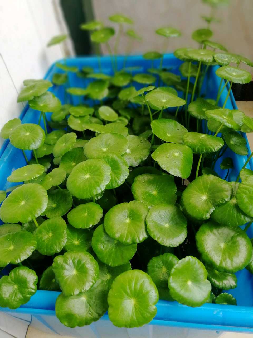 这些爱喝水的花，养护时要拼命灌水，可以枝繁叶茂