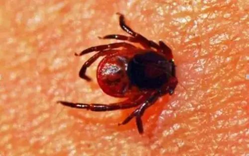 日常科普：外出注意寄生昆虫