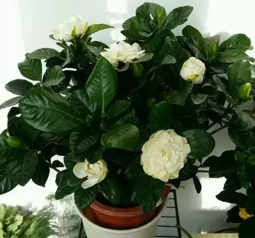 养花的盆要不要戳些洞,养花小知识小技巧大全图解