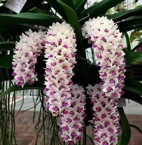 五种最具欣赏价值的兰花,欣赏史上最全的兰花