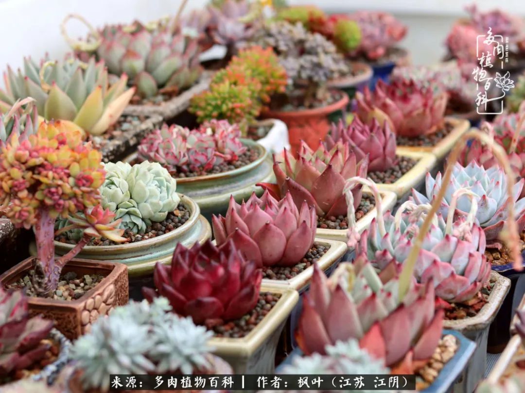 春有约,花不误,多肉与春天有个约会