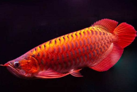 一条鱼卖了5000多,一条鱼卖到1500万