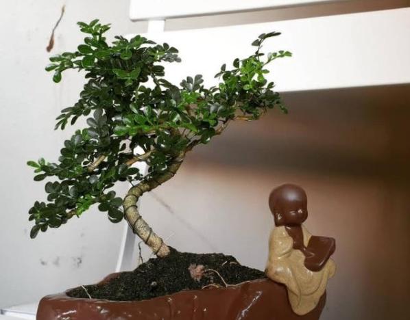 还在为胡椒木盆景秃顶烦恼?只要掌握这五点,一年四季清香四溢