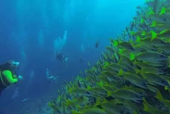 全球top是什么意思啊,全球top的作品