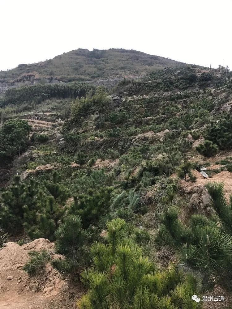 安静的尖叫,寂静的尖叫