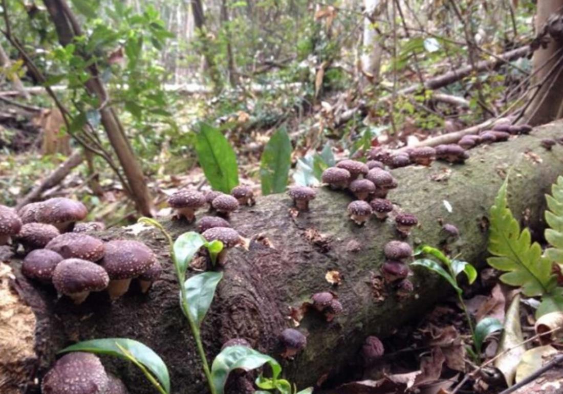香菇种植怎么预防霉菌,香菇杂菌防治小妙招