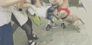 有恶犬的视频,有恶犬可以报警吗