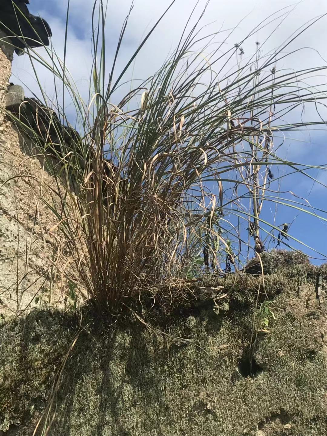 红曲酒的制作原理是什么,天台红曲酒的由来