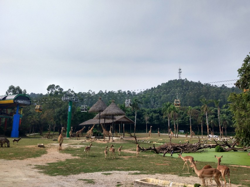 广州番禺区长隆野生动物世界缆车,广州旅游长隆野生动物世界