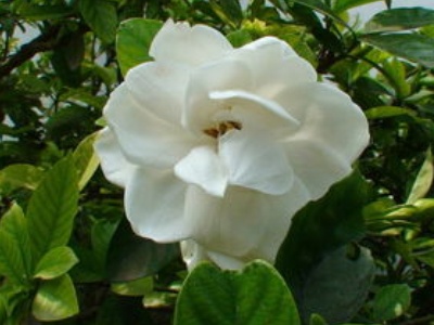 栀子花的叶子发黄怎么回事,栀子花叶子边沿发黄是怎么回事