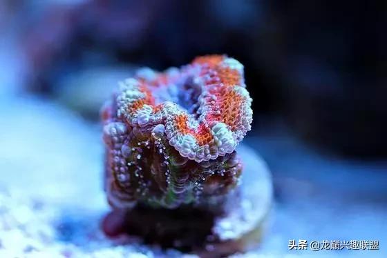 珊瑚到底有多可怕,珊瑚到底有多残忍